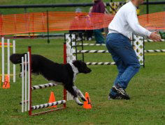 �p�p�ƃA�W���e�B