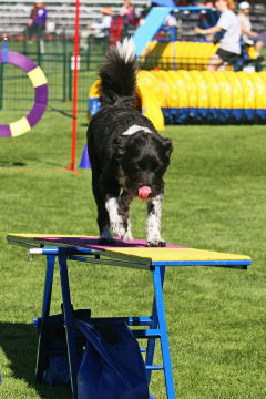 AACチャンピオンシップ