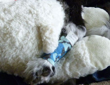 �t�F���^�j��