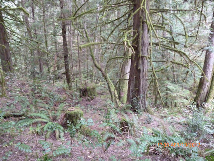 �X�̎U����