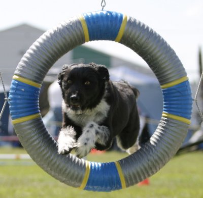 AACアジリティ競技会