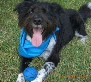 �Z���s�[�h�b�O