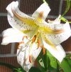 white stargazer