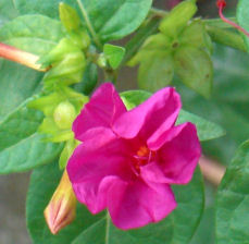 �I�V���C�o�i