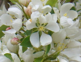 �t�����g���[�h�̖�