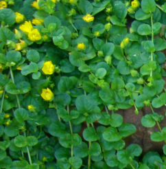 �}�l�[�v�����g