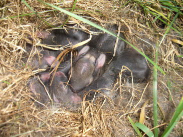 �����̑��H