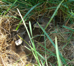 �܂����̒������S