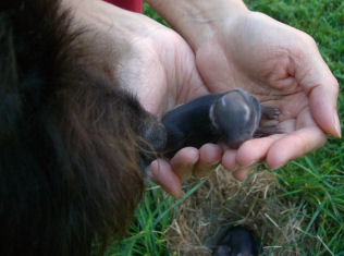 �Ԃ����̃j�I�C�������s�`�a�h