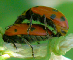 �q���Ă�Ƃ���