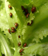 ���^�X�ƂĂ�Ƃ���