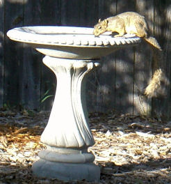 �o�[�h�o�X