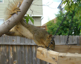 ���K���X