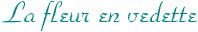 la fleur en vedette