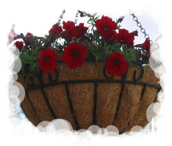 �o�X�P�b�g