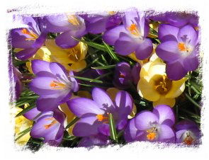 �N���b�J�X