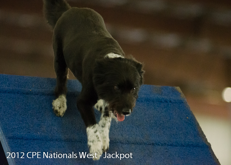 チャンピオンシップ