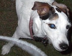 eva1.jpg (16685 bytes)