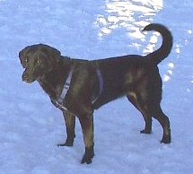 mira.jpg (11149 bytes)